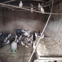 کبوتر فروشی|پرنده|مهریز, |دیوار