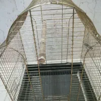 قفس بزرگ عروس هلندی