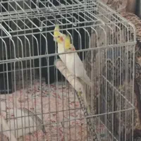 یک جفت عروس هلندی مولد