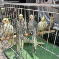 تعدادی جوجه 3ماهه عروس هلندی|پرنده|شیراز, رازی|دیوار