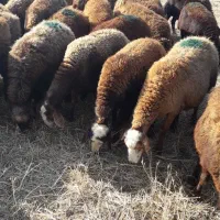 گوسفندجوان شیشک|حیوانات مزرعه|کوراییم, |دیوار