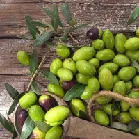 عرضه نهال زیتون خوشه ای درشت تجاری