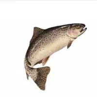 قزل‌آلا ۱۸۰گرم