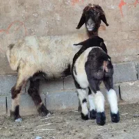 فروش ۴راس میش بختیاری بره دار ۴راس برها نر میباشد