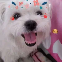 پامر مالتیز‌ ماده حرف گوش کن