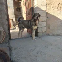 پژدر نر|سگ|کامیاران, |دیوار
