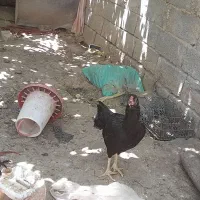 مرغ لاری