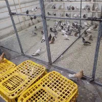 کبوتر بارجدید تهرانی