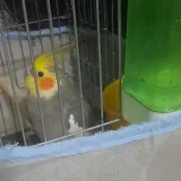 عروس هلندی|حیوانات|یزد, |دیوار