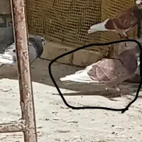 کفتر تهرونی