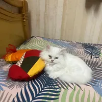 گربه