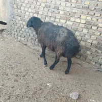 بره نر چاق گوشتی ۵۰ کیلو|حیوانات مزرعه|هشتگرد, شهرک صنعتی هشتگرد|دیوار