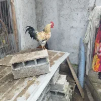 مرغ و خروس تخم گذار جهادی