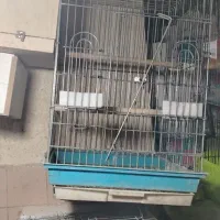 قفس 1033. 1032با لونه