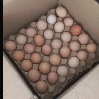 تخم مرغ محلی