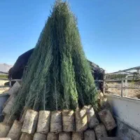 نهال سروناز دوساله پاکتی (سرو ناز) کیفیت عالی