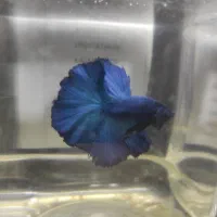 پک های چند تایی و تکی فایتر