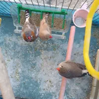 فنچ ماده تک