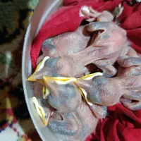 4عددجوجه مینا شاه تخم اورجینال