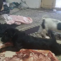 توله سگ پاکوتاه