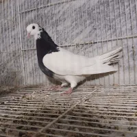 طوقی سیاه ماده|پرنده|مشهد, کارمندان دوم|دیوار