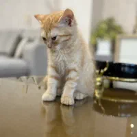 واگذاری بریتیش شورت هیر|گربه|گنبد کاووس, |دیوار