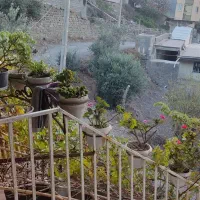 اجاره ویلای روزانه|اجارهٔ کوتاه‌مدت ویلا و باغ|رودبار, |دیوار