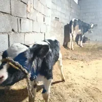 فروش گاو شیری خارجی خونگی