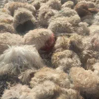 پوست کورک گوسفند