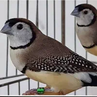 تخم فنچ جغدی و گلو بریده