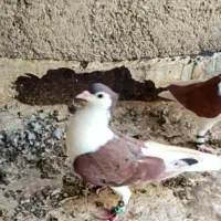 کبوتر پرشی|پرنده|بجنورد, |دیوار