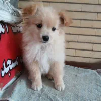 توله پاپی خانگی