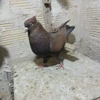 کبوتر بهبهانی