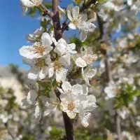 اجاره ساعتی