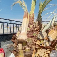 قطع نخل در باغ و منزل