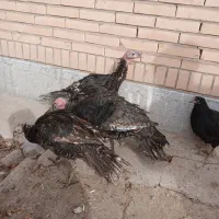 بوقلمون|حیوانات مزرعه|کرمان, |دیوار