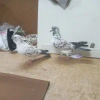کبوتر پرشی قاره