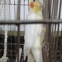 دو عدد عروس هلندی و سه عدد مرغ عشق