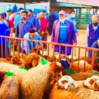 «مال ارزان و اقتصادی رسید» بره-زنده/گوسفند چاقوچله