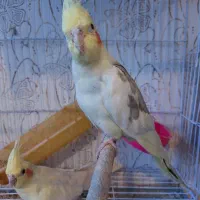 عروس هلندی دوکت لوتینو با تخم وجوجه|پرنده|مشهد, شهرک مهرگان|دیوار