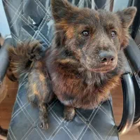 سگ آپارتمانی|سگ|قدس, شهر‌قدس|دیوار