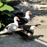 اردک اسرایئلی