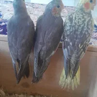 سه عددجوجه عروس خونگی