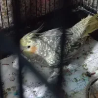 عروس هلندی ماده