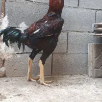 خروس لاری