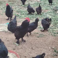 فروش تخم نطفه درصدبالای اصل مرندی