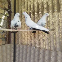 کبوتر دمبی|پرنده|خرمدره, |دیوار