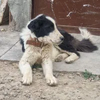 سگ قهدریجانی قدرجونی