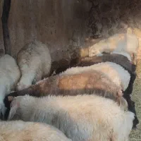 فروش بره
