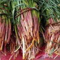 بن سرخ یا لیزک کوهی خالص